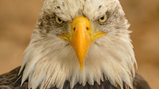 Sonido de ÁGUILA para espantar palomas 🕊⭕️GRAZNIDO 📣 [upl. by Fasa]