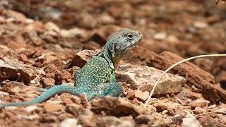 Eastern Collared Lizard Crotaphytus collaris [upl. by Alyahsal]