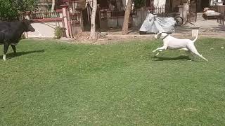 Rajapalayam dog hunting guarding [upl. by Hctub]