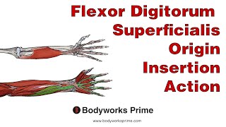 Flexor Digitorum Superficialis Anatomy Origin Insertion amp Action [upl. by Gardiner]