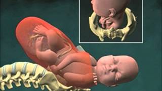 Cervical Effacement 3D Animation [upl. by Doehne865]