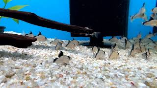 Bandit Corydoras  Corydoras metae [upl. by Volpe451]