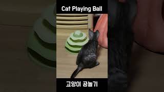 Cat Playing Ball cat pet shorts [upl. by Ailido]