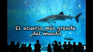 Acuario de Georgia  Atlanta el acuario más grande del mundo [upl. by Phil97]