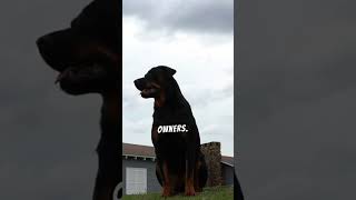 Rottweilers are intelligent and energetic dogs [upl. by Ramses]