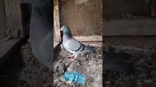 darshanruchith birds pigeon parivala [upl. by Etteniotna]