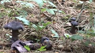 Cortinarius harcynicus  Conoscere i funghi 12092014 [upl. by Niles102]