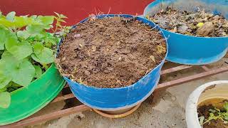 kitchen compost kitchen compost some plants mygarden like 👍 share 👉 Subscribe 🔔 AM Garden 🏡 [upl. by Rothwell]