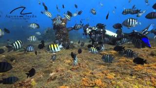 Aguas Claras  PADI GoPro Program [upl. by Minnie]