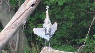 Herons strike a pose Bald Eagle Cardinal feeds Cowbird Kingfisher and more [upl. by Nivrehs]