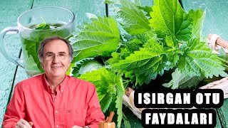 ISIRGAN OTUNUN FAYDALARI ve ZARARLARI [upl. by Goulette]