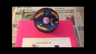 How to Make an Animal Cell Model Easily [upl. by Ainoda847]