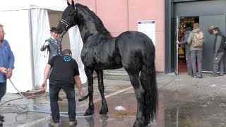 Salon du cheval de Paris 2015  Quelques instants avec TIDE entier frison ster [upl. by Gunas465]