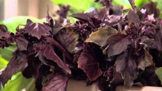 Lidias Video Tips Basil and Dried Oregano [upl. by Mcgrody]