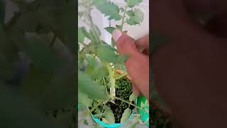 How to pollinate tomato flower [upl. by Fredel]