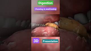 Digestive system  gastrointestinal  physiology anatomy mbbs love neet doctor [upl. by Jonina726]