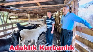 Satılık 30 Adet Kurbanlık Adaklık Keçi  Çiftlikteki Yeni Ahırı Görmeye Gittik [upl. by Bihas463]