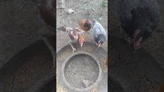 Native chicken feeding timeJauculan farm [upl. by Enyrehtac]