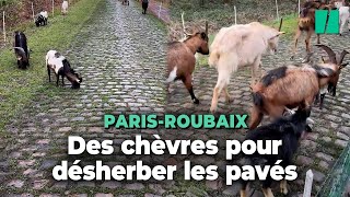 Des chèvres utilisées pour désherber les pavés de la course ParisRoubaix [upl. by Barb]