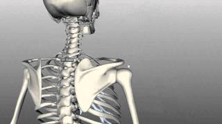 Scapula and Clavicle  Shoulder Girdle  Anatomy Tutorial [upl. by Robert696]