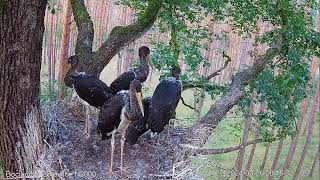 06262024Powszechna pionizacja piskląt BolewicachCommon upright positioning of chicks in Bolewice [upl. by Lareena]