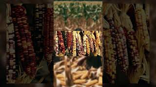 Native American Cultivated Crop history native nativeamerican indianamericans facts [upl. by Layne]