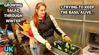 Attempting to grow salad through winter amp keep my Basil plant alive UK [upl. by Ydaf994]