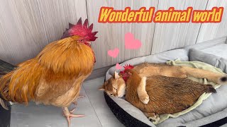 This cat actually fell in love with the hen and the rooster looked dumbfounded So funny and cute [upl. by Ahtilat]