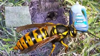 How To Kill Ground Wasp Yellow Jackets NEST With Soap and Water [upl. by Enelram]