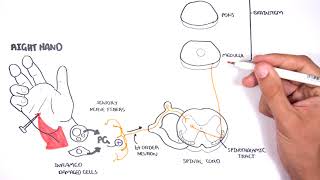 PAIN Physiology  The Ascending Pathway Descending Pain Pathway and the Substantia Gelatinosa [upl. by Burke]