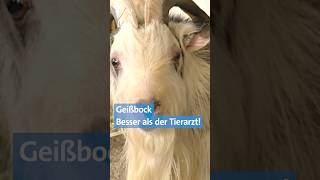 🐐 Das kann der Geißbock  vielleicht besser als der Tierarzt  Landwirtschaft  BR shorts [upl. by Amargo]