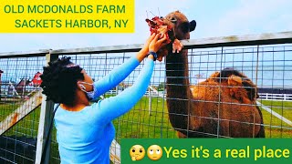 OLD McDONALDS FARM SACKETS HARBOR NY 🤔🙄 quotYes its a real placequot [upl. by Nerrad]