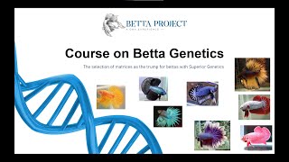 Course on Betta Genetics 20 choose matrices for practical application in selective breeding [upl. by Hyacinthe]