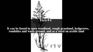 Agrostis gigantea Top  9 Facts [upl. by Kimmy481]