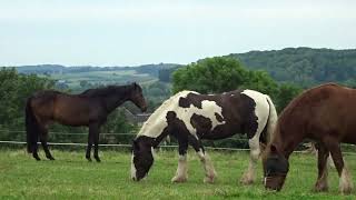 HEUVELLANDPAARDEN IN ZUIDLIMBURG [upl. by Shepard]