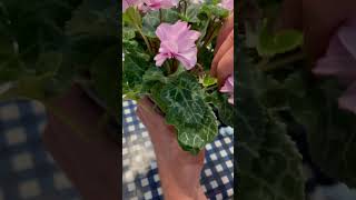 How To Dead Head Cyclamen Cyclamen Plant Care gardening cyclamen howto shortvideo plants [upl. by Ridglea]