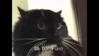 Oh Don Piano Talking Cat with Subtitles [upl. by Sola636]