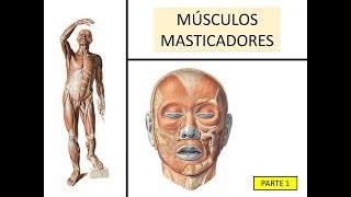 Músculos masticadores Temporal  BiologíaXXI [upl. by Innig23]