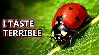 Ladybug facts aka ladybeetle facts  Animal Fact Files [upl. by Kenrick817]