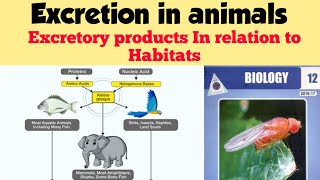 Excretion in animals  Excretory products in relation to habitats  Chap 15 Lec 5 [upl. by Surtemed]