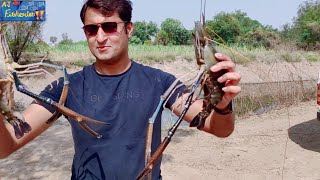 Scampi prawn Farming harvestMacrobacrium rosenbergiibig size at Aj Fisheries India [upl. by Tali315]