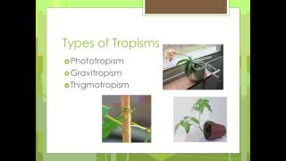 Plant Adaptations [upl. by Sassan]