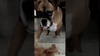 boxer dog scared with doll OMG what happened to my dog 😭 [upl. by Hake129]