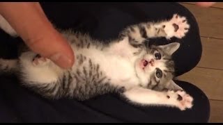 So many cute kittens videos compilation 2019 2 [upl. by Tenney]