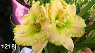 Best Of hemerocallis  daylily passion  2015  hemeroca7 [upl. by Hayimas833]