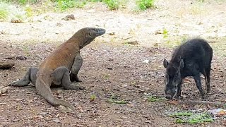 KOMODO DRAGON TARGET😱POOR WILD BOAR🔥 [upl. by Rao]