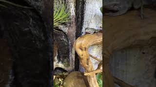 Dumpy tree frog eats in slowmotion [upl. by Nodnrb]