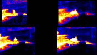 Heimann Sensor Infrared Array Animal Quiz  Another One [upl. by Nnybor]