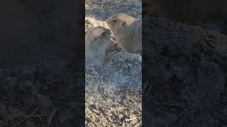 BlackTailed Prairie Dog Family 🌞👍 [upl. by Nyhagen43]