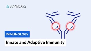 Innate and Adaptive Immunity Types of Immune Responses Short version [upl. by Greer]